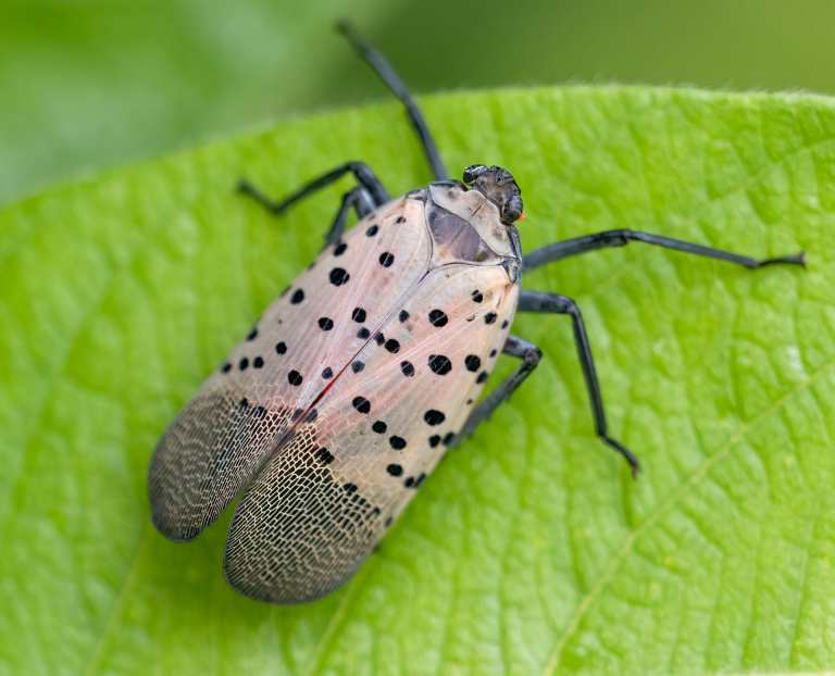 Spotted Lantern Fly Stages Township of Florence